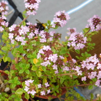 Thymus citriodorus 'Silver Queen'